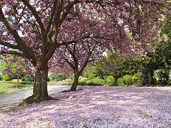BLOSSOM, trees, violet flowers HD wallpaper