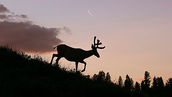 Reindeer Silhouette, reindeer, animals, silhouette, sunset HD wallpaper
