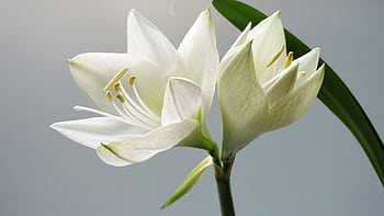 Close-up of blooming white lilies with soft lighting and a simple background. HD wallpaper