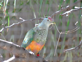 Rose Top Fruit Dove, fruit, top, rose, dove HD wallpaper