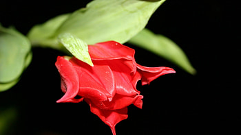 Red flower, leaves, stem, red, flower HD wallpaper