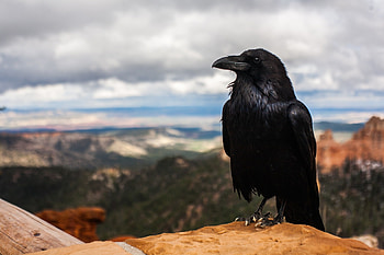 Surprising raven facts, Spooky, Chirp Nature Center, Raven HD wallpaper