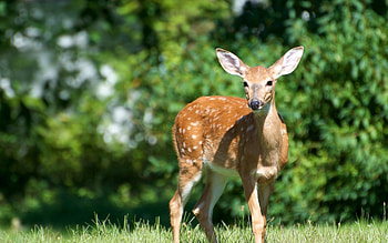 Animals, Grass, Stroll, Polyana, Glade, Deer HD wallpaper