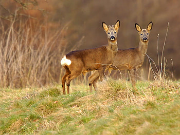 African antelopes, africa, animal, antelope, nature, wild HD wallpaper