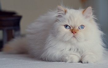 Animals, Cat, Fluffy, Persian, Blue Eyed, Blue-Eyed HD wallpaper