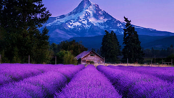 Lavender Valley Farm, Oregon, rows, field, blossoms, house, landscaoe, mountain, usa HD wallpaper