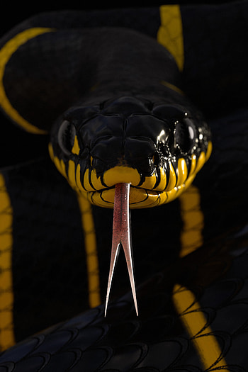 Boiga snake, Artistic study, Detailed captures, Snake beauty HD phone wallpaper