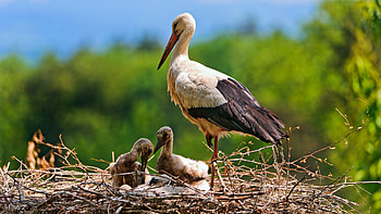 Stork family, Delightful , Heartwarming scene, Complementary devices HD wallpaper