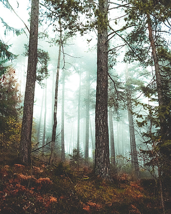 Nature, Autumn, Forest, Fog HD phone wallpaper