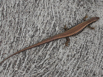 SUN BAKING LIZARD, CUTE, LIZARD HD wallpaper