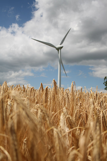 Nature, Cones, Wheat, Field, Spikelets, Wind Power Plant, Turbine HD phone wallpaper