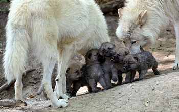 Animals, Wolfs, Young, Care, Cubs, Puppies HD wallpaper