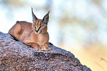 Caracal, Cats, Long-eared, Rock sitting HD wallpaper
