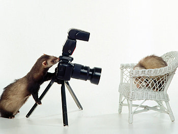 Funny, Animals, Art , Ferrets HD wallpaper