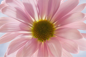 Flower, sky, nature, daisy HD wallpaper