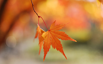 Autumn leaf, Depth of field, Colorful foliage, Nature's artistry HD wallpaper