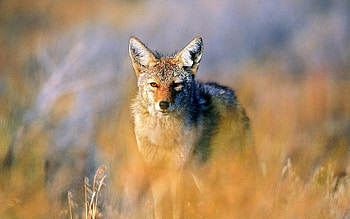 Animals, Hunting, Hunt, Steppe, Jackal HD wallpaper