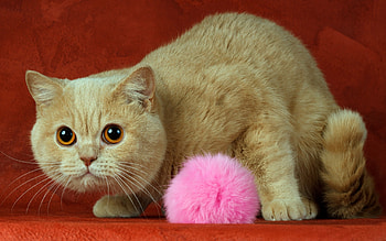Animals, Cats HD wallpaper