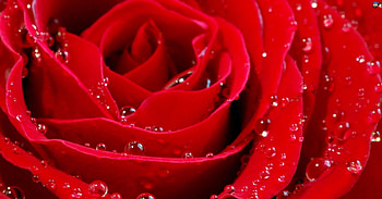 Red Rose And Bubbles, Red, Flowers, Bubbles, Nature, Rose HD wallpaper
