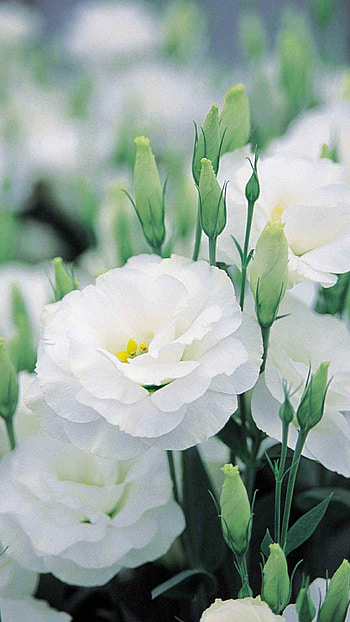 White Flowers, Adorable White, Flowers HD phone wallpaper