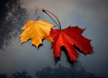 Yellow & red leaf, maple, close up HD wallpaper
