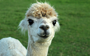 Alpaca elegance, Striking beauty, Stunning poses, Nature's marvels HD wallpaper