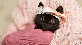 Kitten, sweet, animal, black, cute, baby, cat, pisica, pink, funny HD wallpaper
