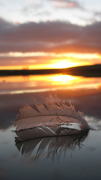 graphy feather, Delicate beauty, Nature's art, Artistic background HD phone wallpaper