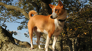 Basenji Dog, Ancient dog DNA, Global spread, The New York Times HD wallpaper