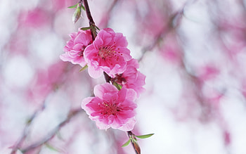 Plants, Flowers HD wallpaper