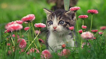 Kitten, pisica, summer, pink, flower, green, cute, cat HD wallpaper