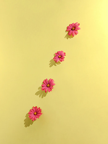 Flowers, Background, Camomile, Petals HD phone wallpaper