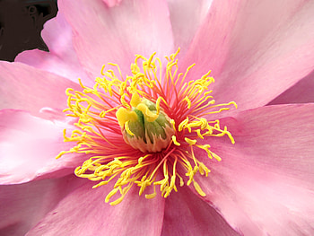 Pink, Flower, Macro, Petals HD wallpaper