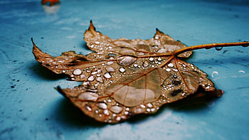 Maple leaf, Water droplets, Nature's reflection, Close-up shot HD wallpaper