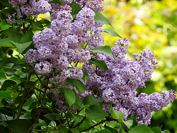Springs Beauty, graphy, Lilacs, Flowers, Nature, Spring HD wallpaper