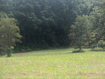 Field of Trees, Nature, Tennessee, Fields, Trees HD wallpaper