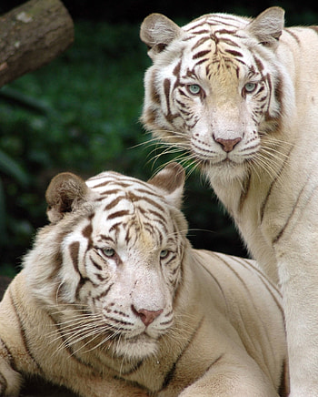 Animals, Tigers HD phone wallpaper