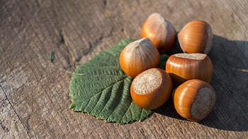 Hazelnuts, delight, Nutty admiration, perfect HD wallpaper