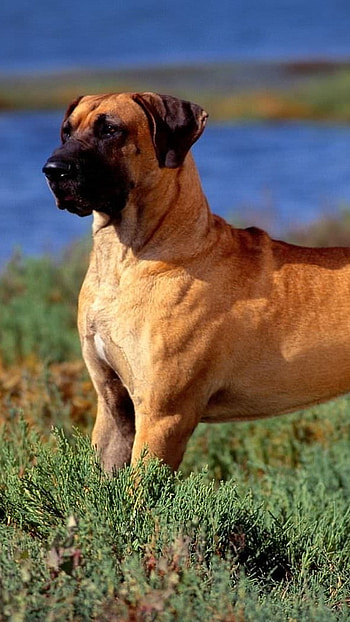 Huge Dog Breeds, Great Dane HD phone wallpaper