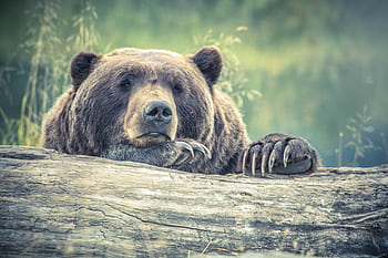 A serene grizzly bear rests on a wooden log amidst lush greenery, showcasing its powerful claws and warm brown fur. HD wallpaper