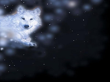 In The Stars, abstract, fantasy, animals, dogs, wolf HD wallpaper