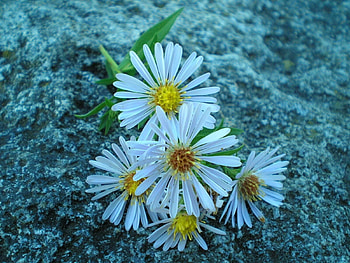 Nature, Flowers, Rock, Stone, Evening HD wallpaper