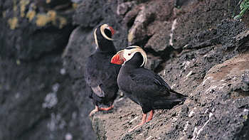 Animals, Birds, Stones, Break, Precipice, Red Beak HD wallpaper