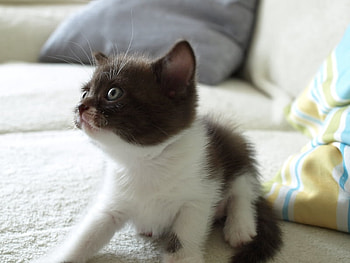 sweetie, sweet, animal, kitten, cute, cat, pet HD wallpaper