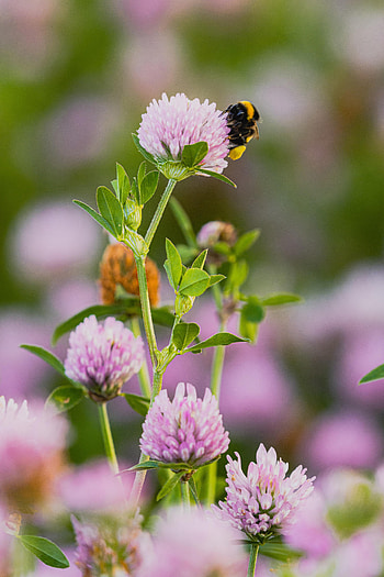 Flowers, Flower, Macro, Clover, Bumblebee HD phone wallpaper