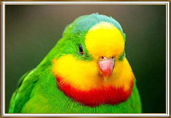 FRAMED BIRD., NATURE, , BIRD, FRAMED HD wallpaper