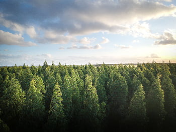Aerial view of a dense eucalyptus forest under a bright sky in Taperoá, Brazil. HD wallpaper