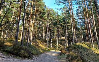 Forest in Latvia, sand, path, trees, Latvia, forest HD wallpaper