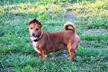 Dazy, dogs, outside, small, red HD wallpaper