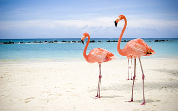 Animals, Birds, Sea, Beach, Flamingo HD wallpaper